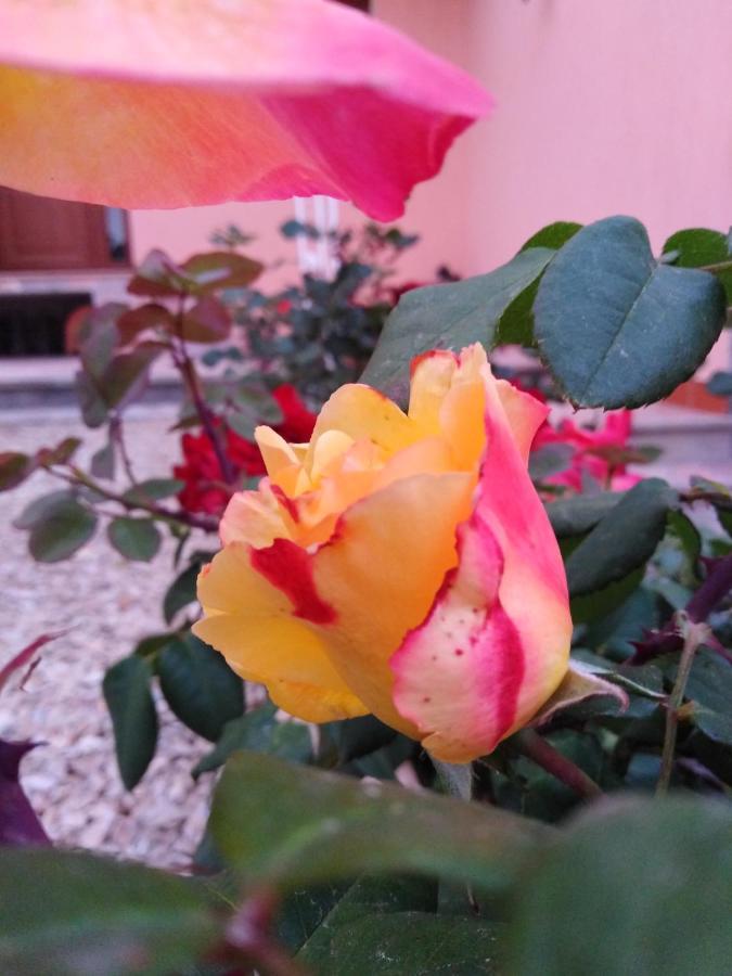 The Roses Garden Acomodação com café da manhã La Maddalena  Exterior foto