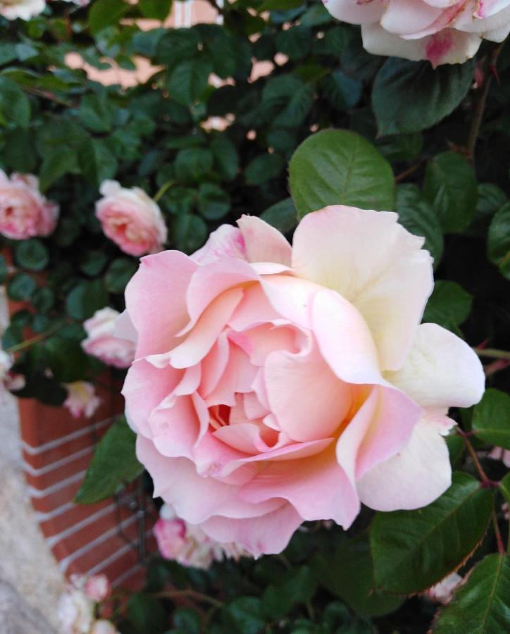 The Roses Garden Acomodação com café da manhã La Maddalena  Exterior foto