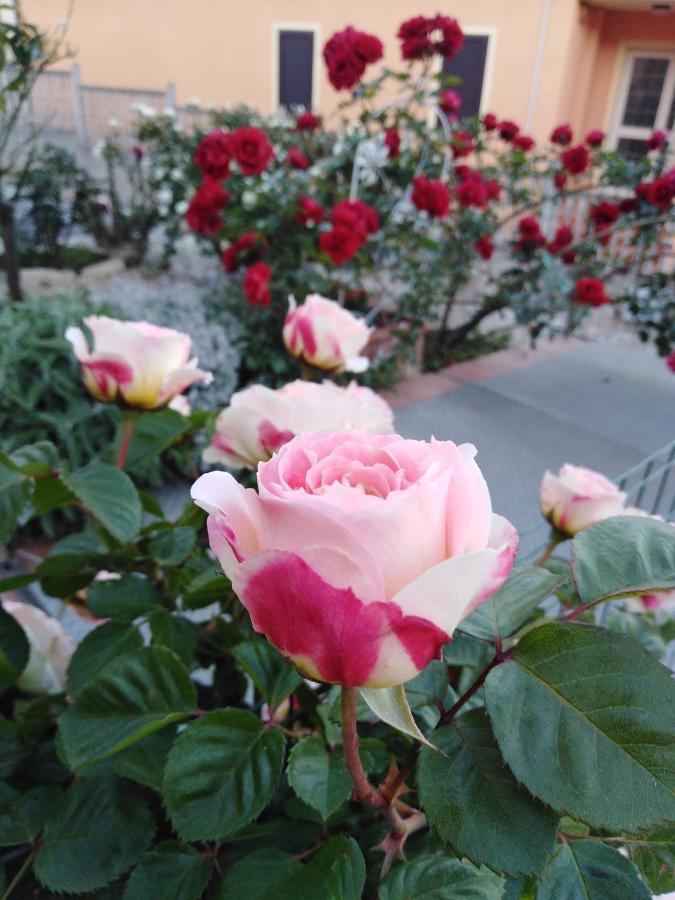 The Roses Garden Acomodação com café da manhã La Maddalena  Exterior foto