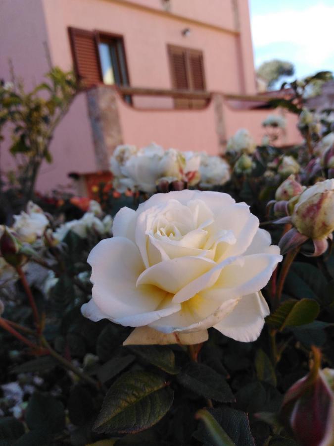 The Roses Garden Acomodação com café da manhã La Maddalena  Exterior foto