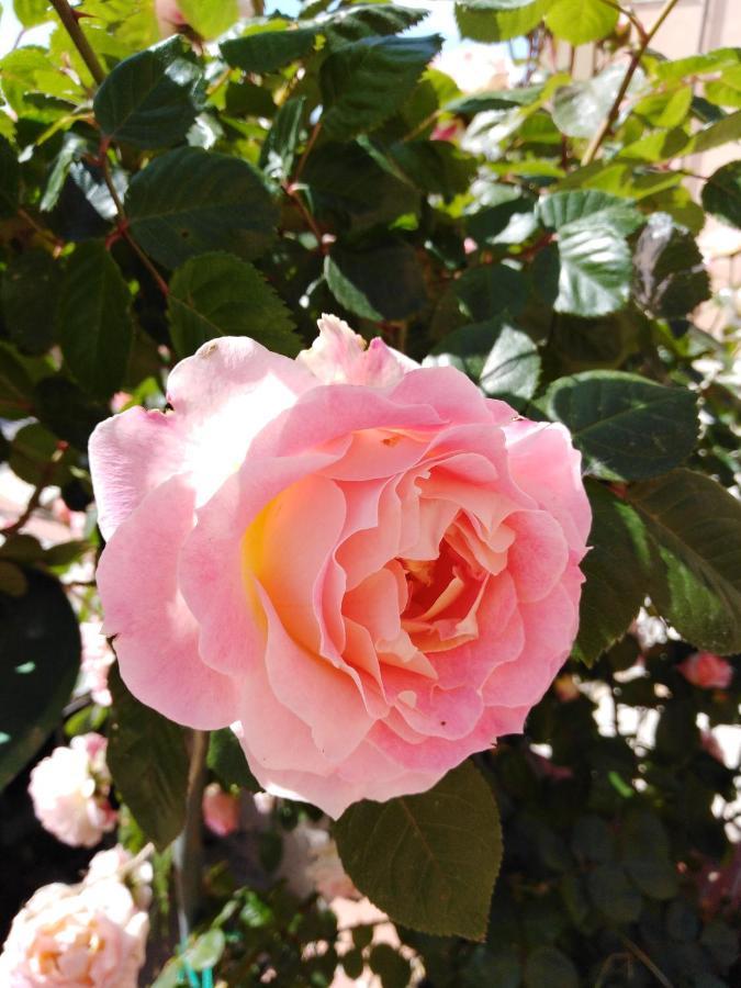 The Roses Garden Acomodação com café da manhã La Maddalena  Exterior foto
